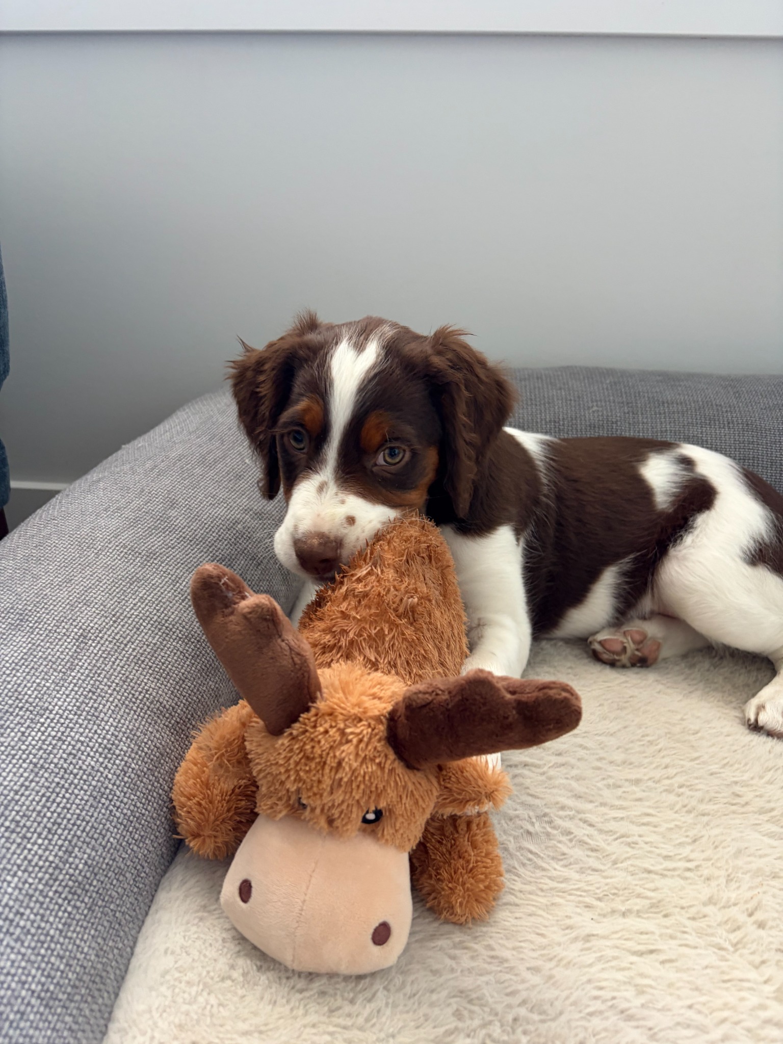 Archer relaxing on the sofa with his favourite stuffed toy