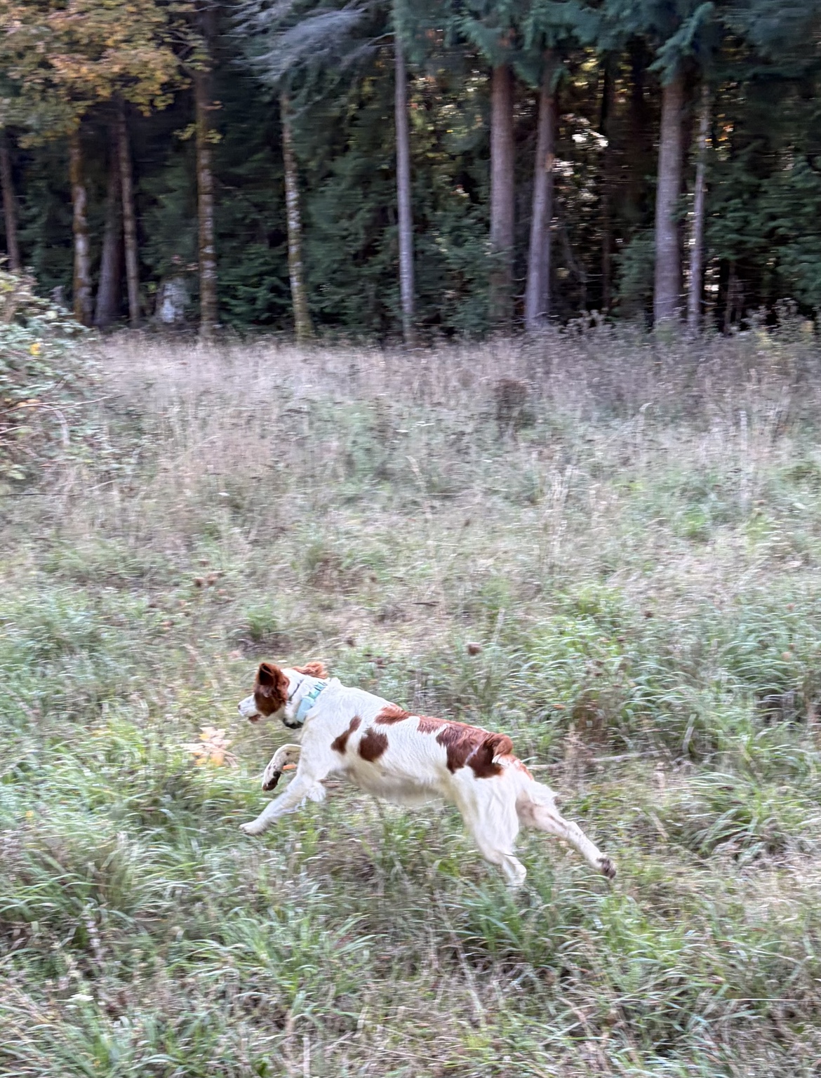 Kate running through a grassy clearing beside evergreen trees