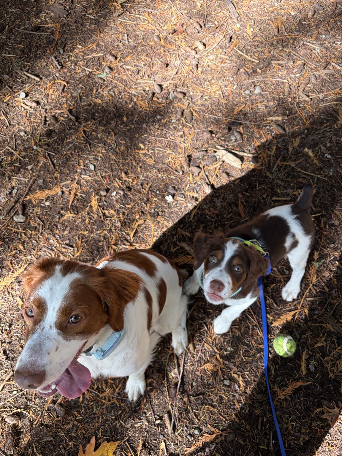 Kate and Archer looking up together on a sunlit forest trail